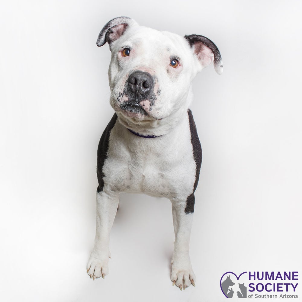 Adopt a friend: Goose